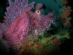 Divers and Critters - Anilao Diving Underwater Photography,Anilao Batangas.